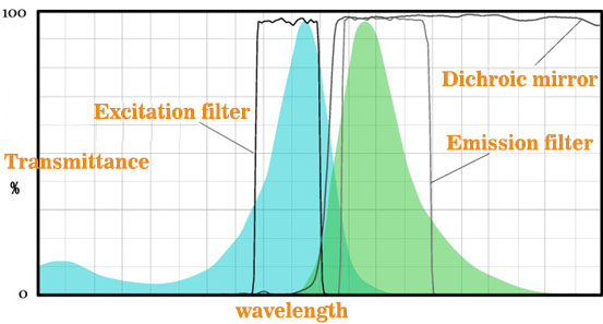 fluorescent imaging filter